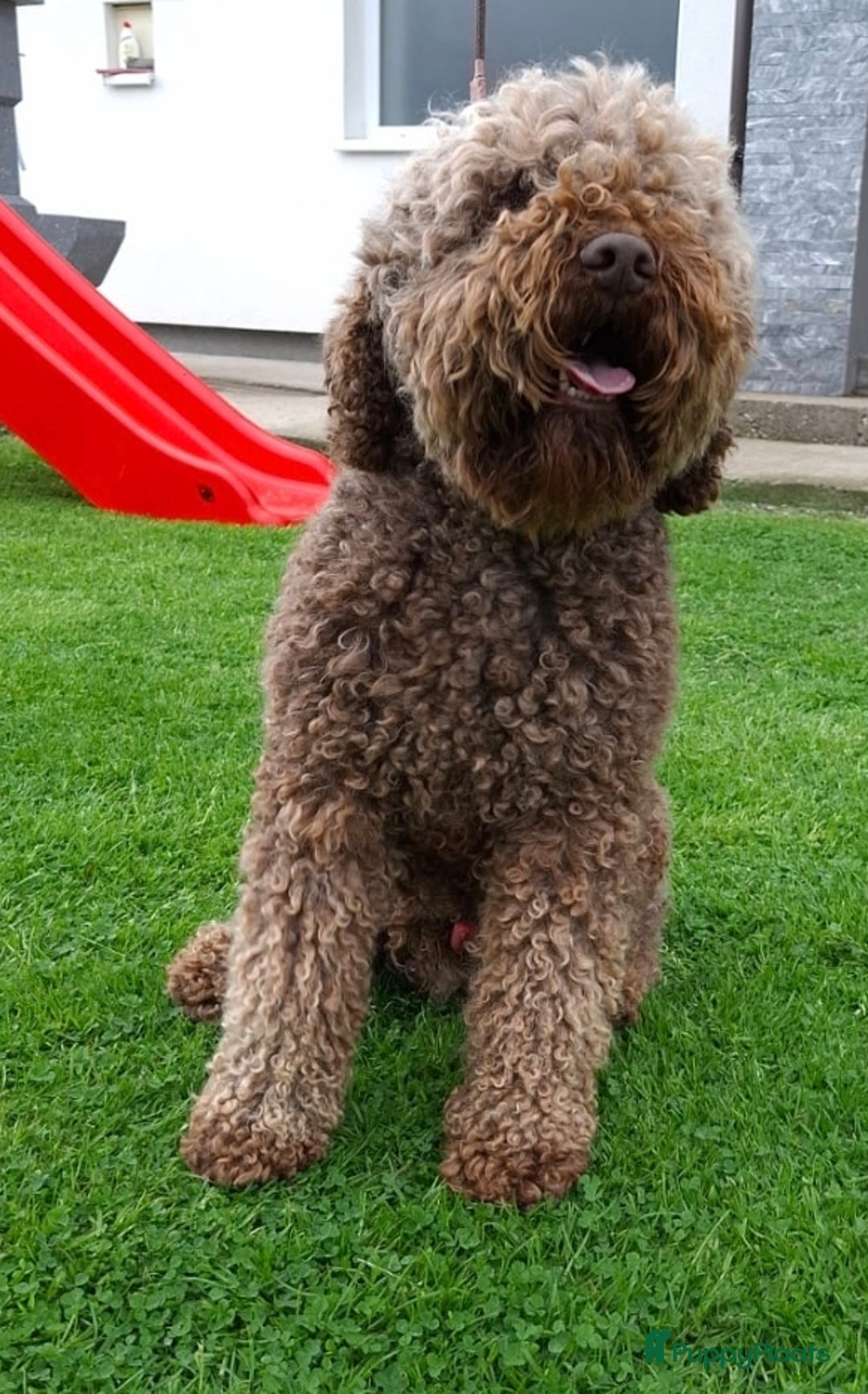 Lagotto Romagnolo honden te koop: Lagotto Romagnolo pups - Advertentie 21