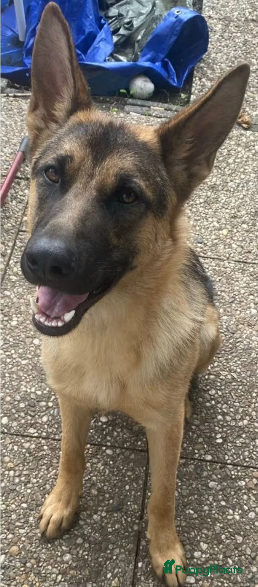 Duitse Herder honden te koop: Duitse herder reu in Zoetermeer - Advertentie 2