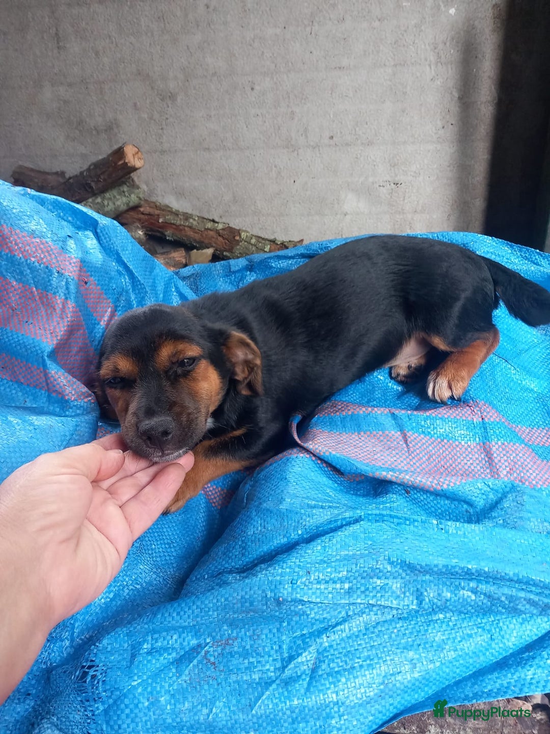 Kruising honden te koop: 2 italiaanse lieverds zoeken een familie - Advertentie 8