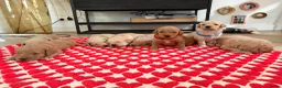 Goldendoodle honden te koop: Knappe Goldendoodles Pups  - Advertentie 13