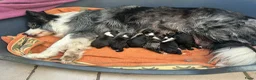 Border Collie honden te koop: Z-nest van Mellon en Silver - Advertentie 6