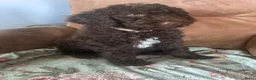Australian Labradoodle honden te koop: Lief Medium Australian Labradoodle reutje - Advertentie 14