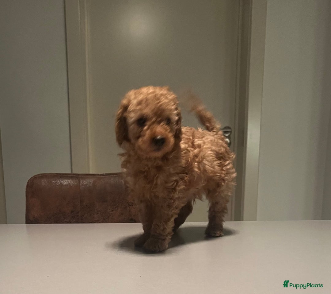 Kruising honden te koop: Huiselijke nest POEDELS, moeder & vader aanwezig  - Advertentie 16