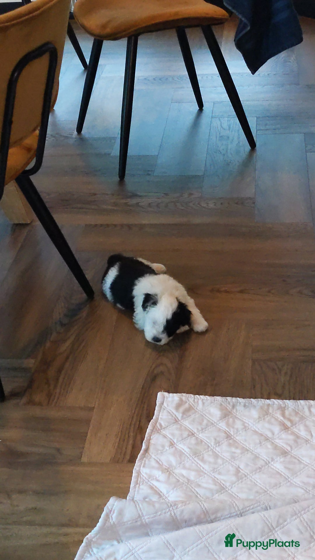 Kruising honden te koop: Mooi, lief en slim! hypoallergene Spaanse aussies - Afbeelding 18