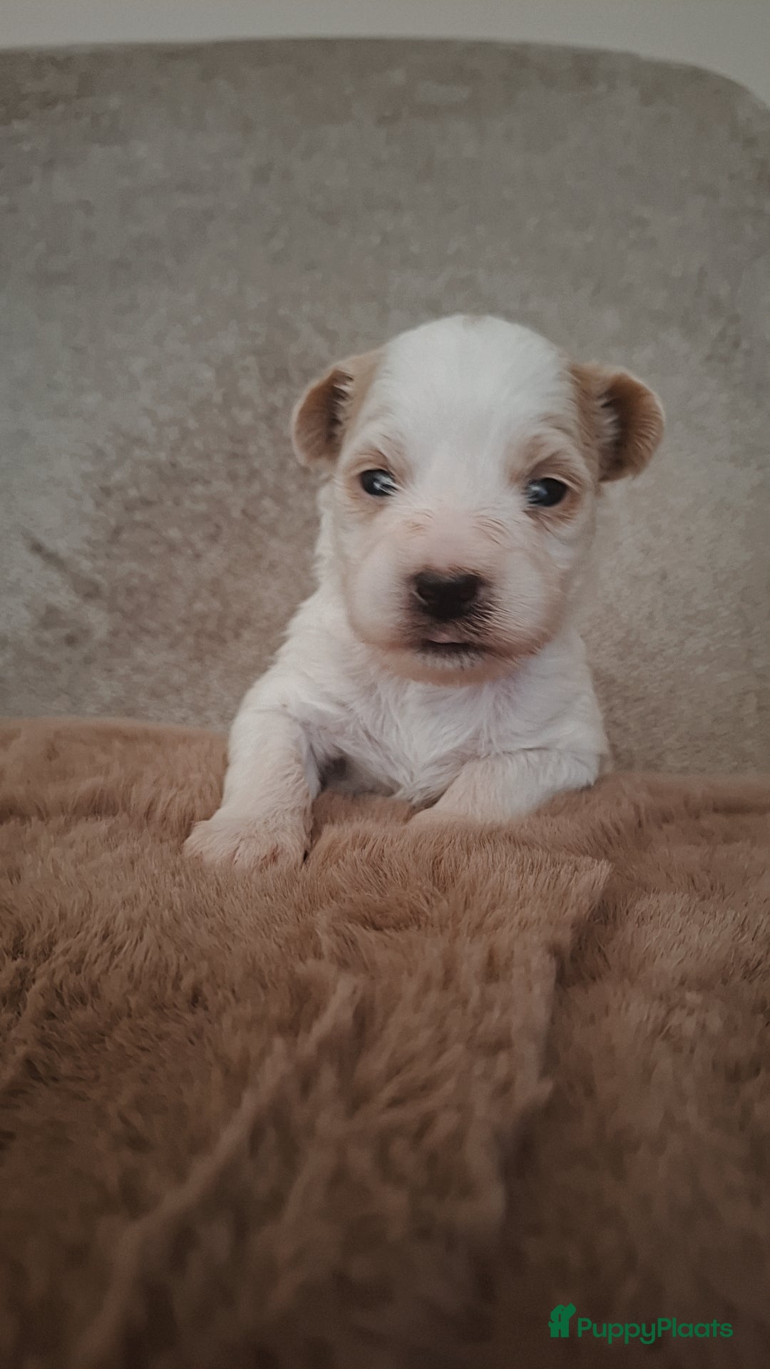 Maltipoo honden ❤️ UNIEKE maltipoo pup - 1 REUTJE BESCHIKBAAR ❤️ - Advertentie 3