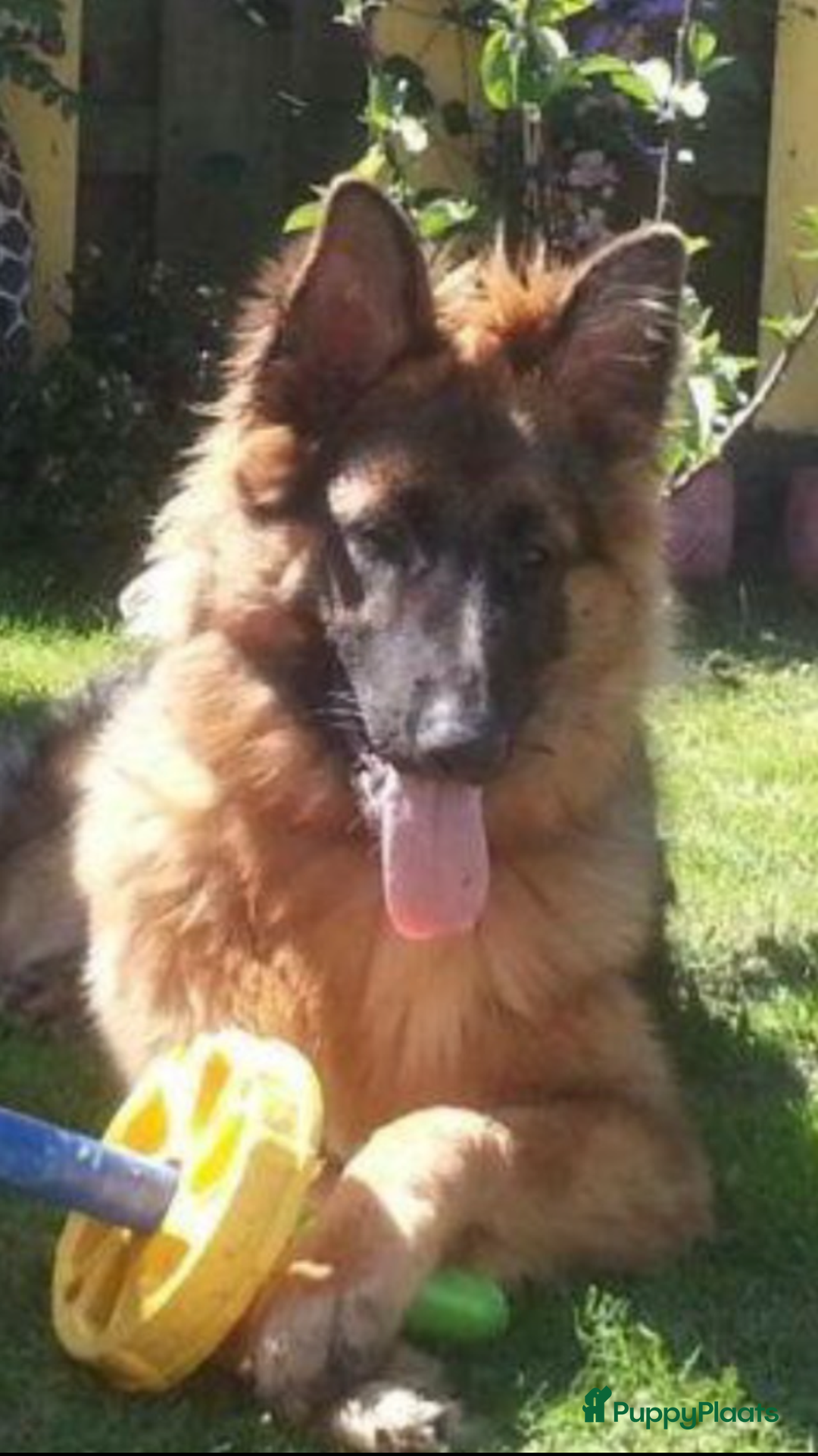 Duitse Herder honden te koop: Langharige Duitse herder puppy’s met rechte rug  - Advertentie 3