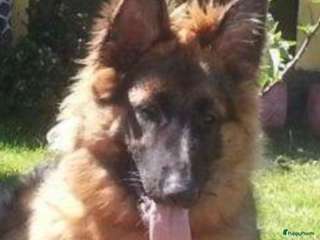 Duitse Herder honden Langharige Duitse herder puppy’s met rechte rug - Advertentie 2