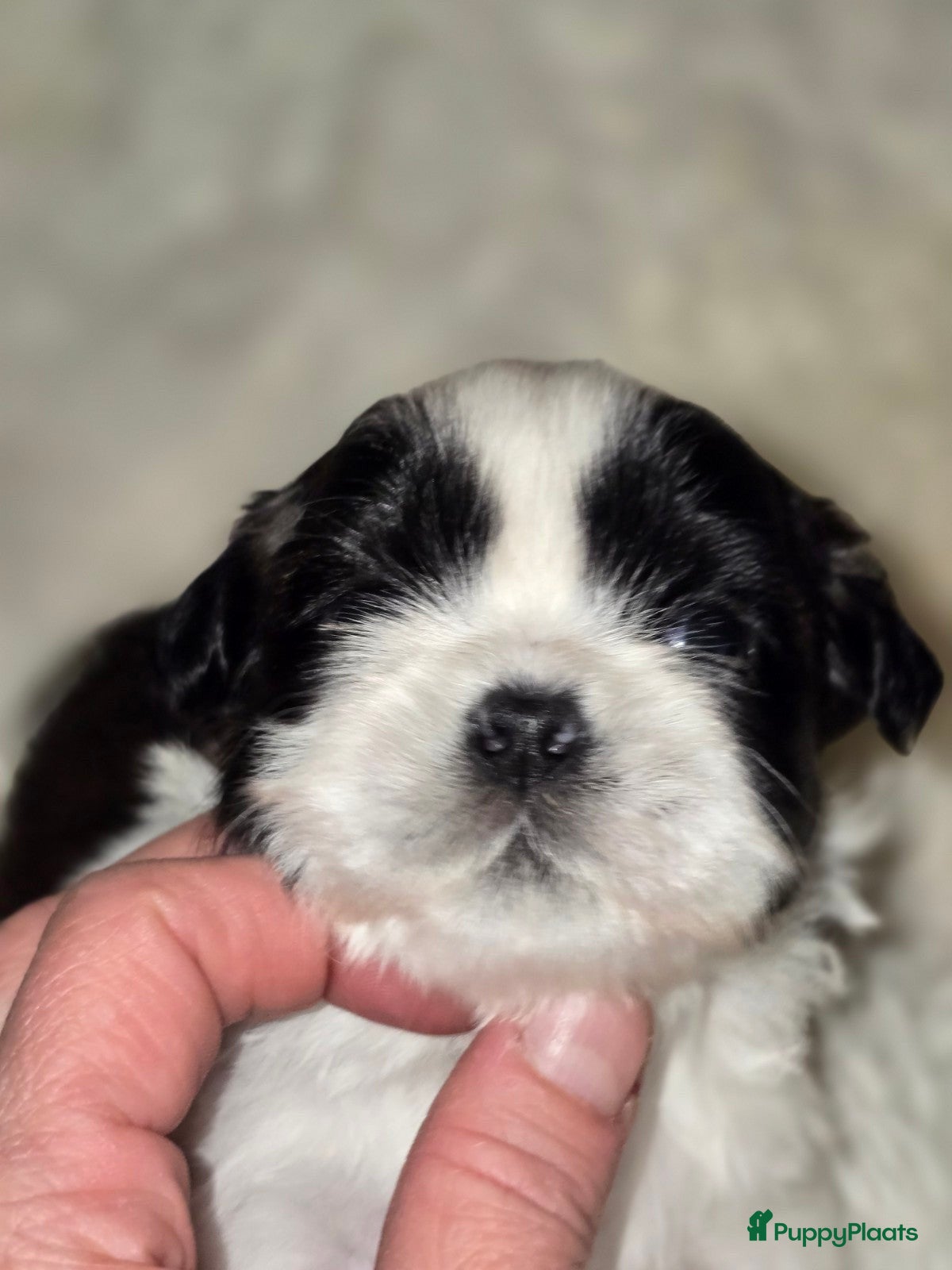 Shih Tzu honden Te koop raszuivere shih-tzu pup met fci stamboom  - Advertentie 2