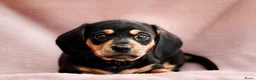 Teckel honden te koop: Superlieve sociale teckelpups zoeken nieuw huis - Advertentie 4