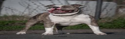 Amerikaanse Bully honden ter dekking: American Bully XL Dekreu (getest) - Advertentie 7