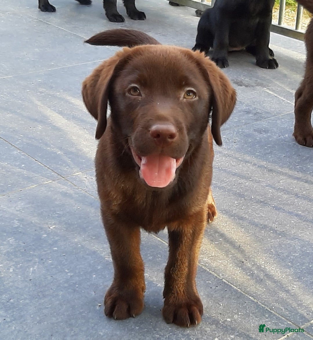 Labrador Retriever honden te koop: Bruin reutje - Afbeelding 1