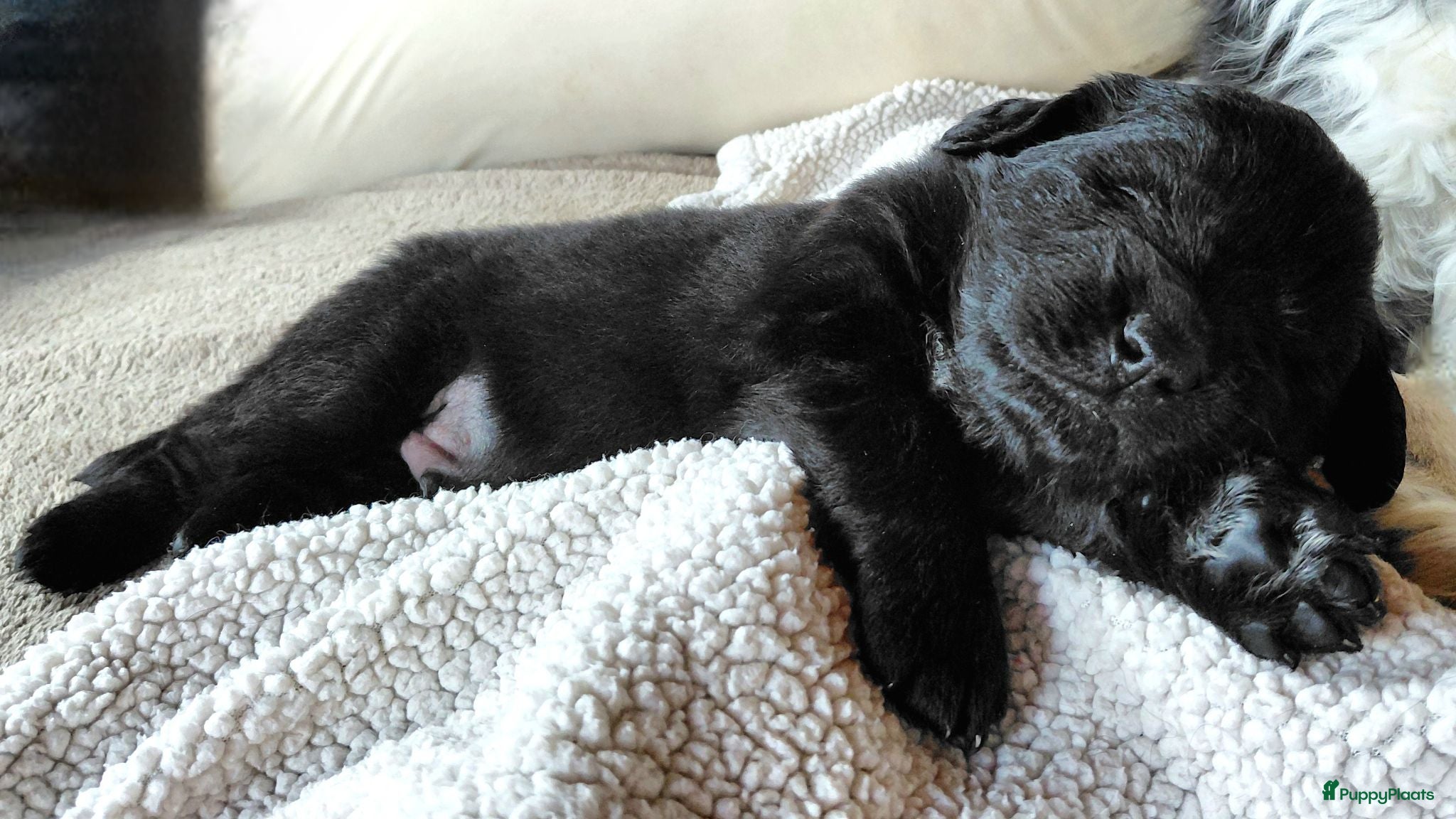 Kruising honden Prachtige Newfoundlander pups - Advertentie 2