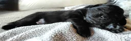 Kruising honden te koop: Prachtige Newfoundlander pups - Advertentie 2