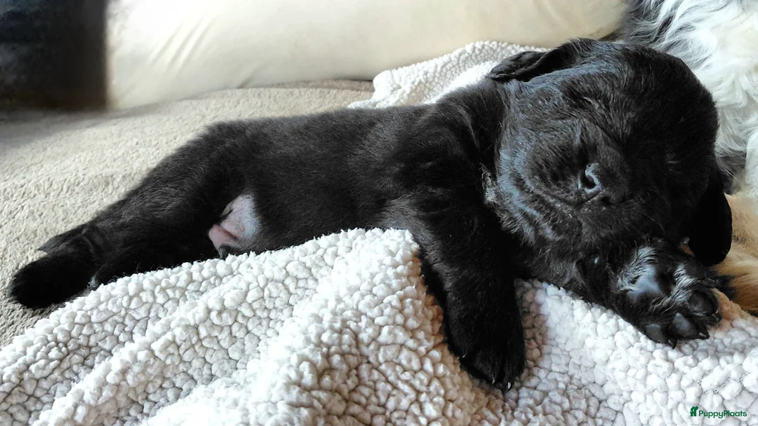 Kruising honden te koop: Prachtige Newfoundlander pups - Advertentie 2
