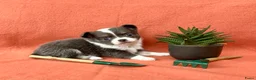 Pomchi honden te koop: 75% chihuahua/25% Pomeriaan pups zoeken huisje - Advertentie 5