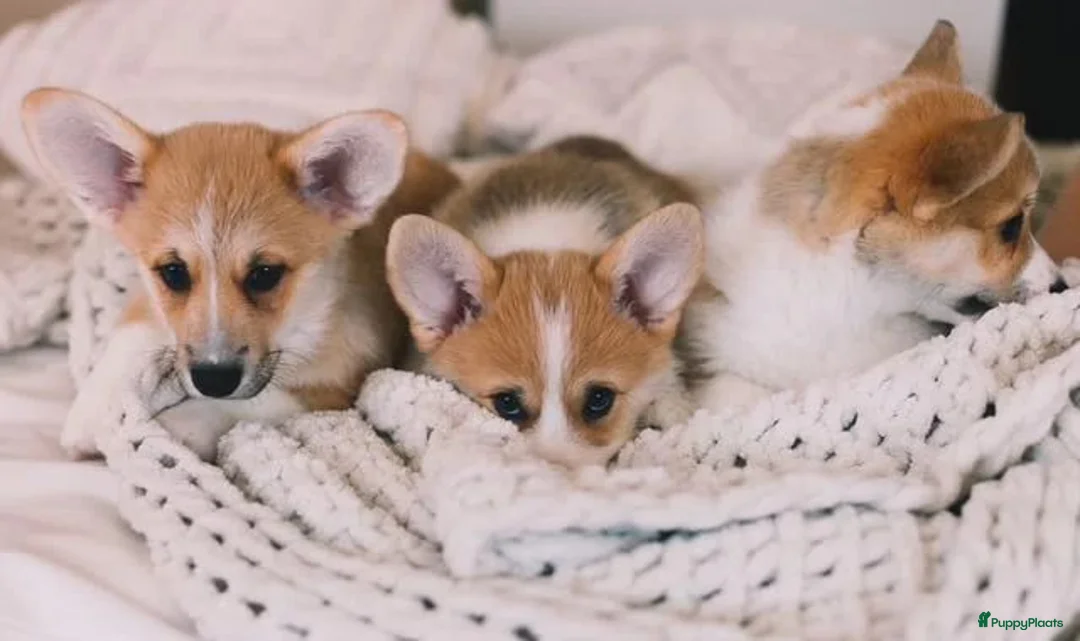 Welsh Corgi Pembroke honden te koop: Welsh Corgi Pembroke pup - Advertentie 5