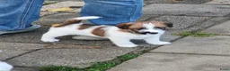 Jack Russel Terriër honden te koop: Ruwharige Jack Russell meisjes in Fijnaart - Advertentie 4