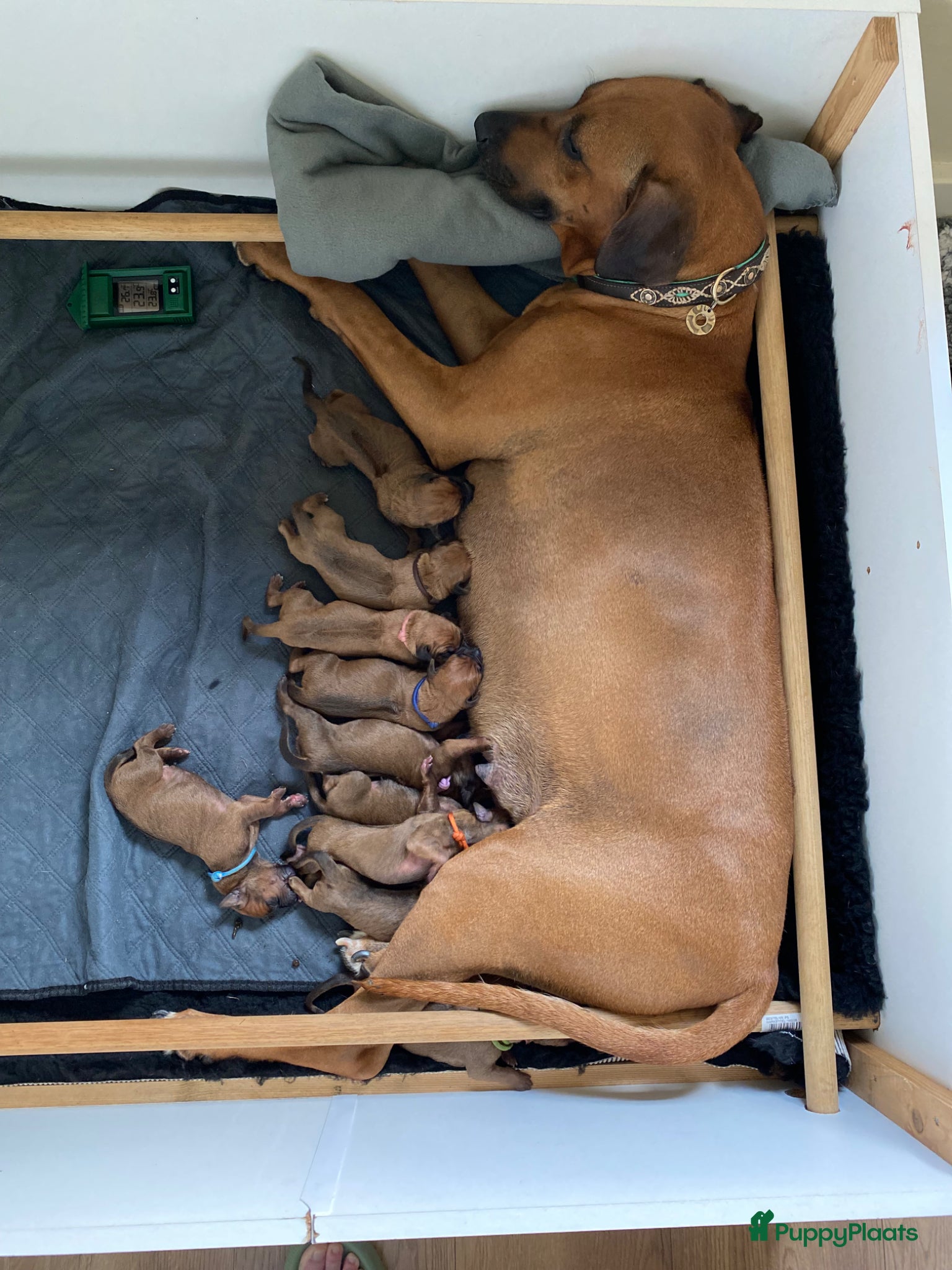Rhodesian Ridgeback honden 10 prachtige Rhodesian Ridgeback pups te koop - Advertentie 2