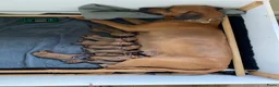 Rhodesian Ridgeback honden te koop: 10 prachtige Rhodesian Ridgeback pups te koop - Advertentie 2