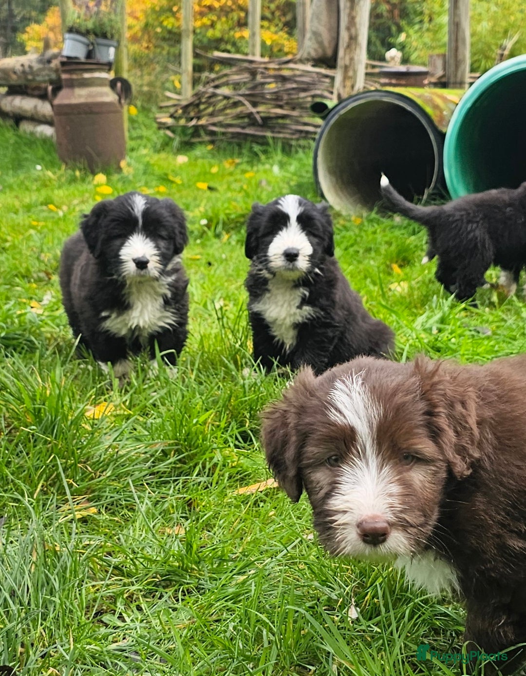 Bearded Collie honden te koop: Yoshi en Mario zoeken opnieuw hun gouden mandje! - Advertentie 6