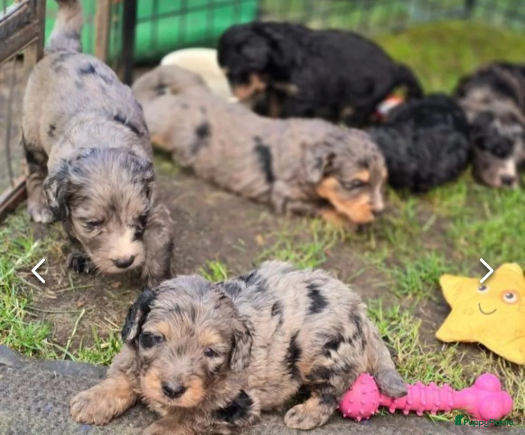 Dwergpoedel honden ter dekking: merle dekreu dwergpoedel in Budel - Advertentie 15
