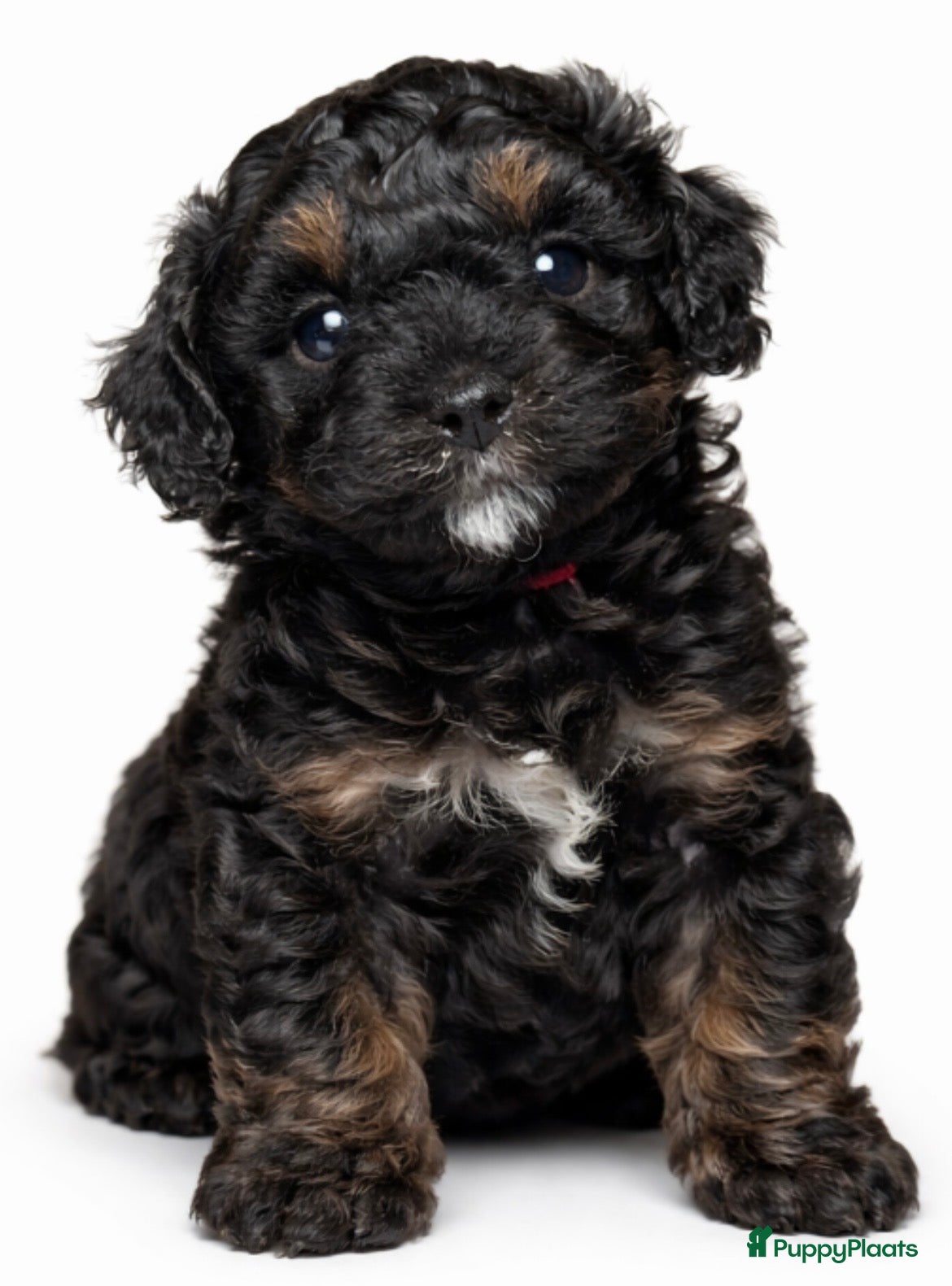 Kruising honden 3 hele mooie boompoo pups.  - Advertentie 5