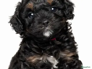 Kruising honden 3 hele mooie boompoo pups. - Advertentie 5