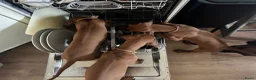 Rhodesian Ridgeback honden te koop: 10 prachtige Rhodesian Ridgeback pups te koop - Advertentie 3