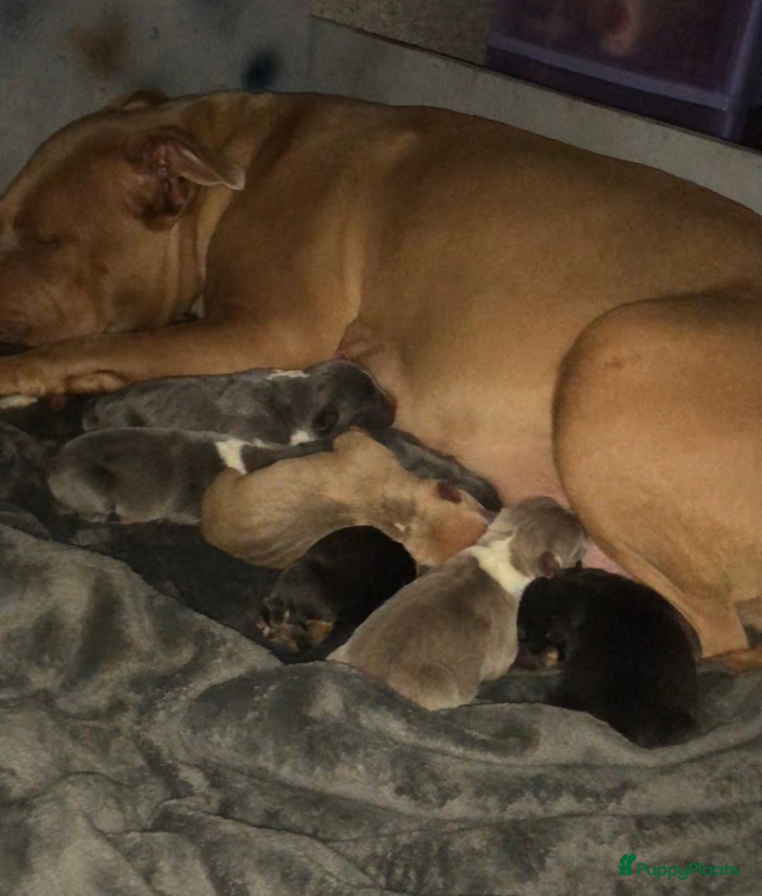 Amerikaanse Bully honden te koop: Bully pups  in Lelystad - Afbeelding 1