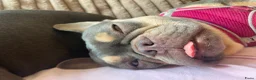 Franse Bulldog honden te koop: Lief, actief & zelfstandig teefje zoekt mandje - Advertentie 3