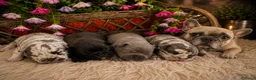 Franse Bulldog honden te koop: Franse bulldog pups - Advertentie 1
