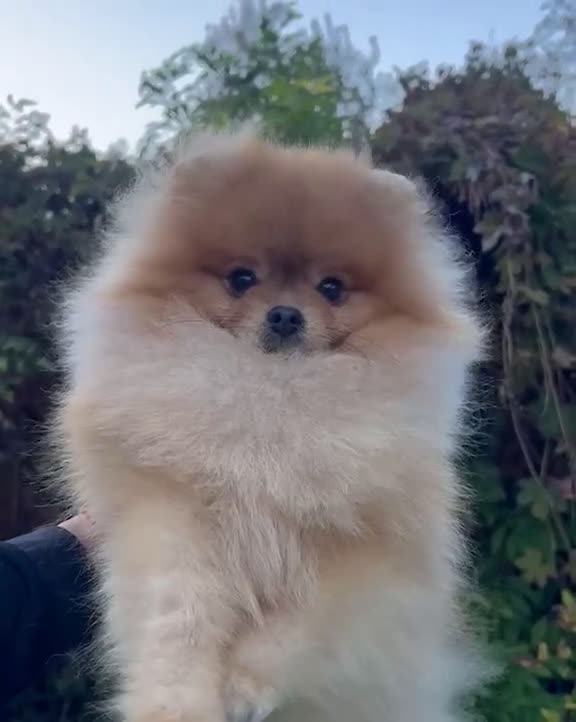 Pomeriaan honden te koop: Raszuivere Pomeranian puppies te Koop - Video 2