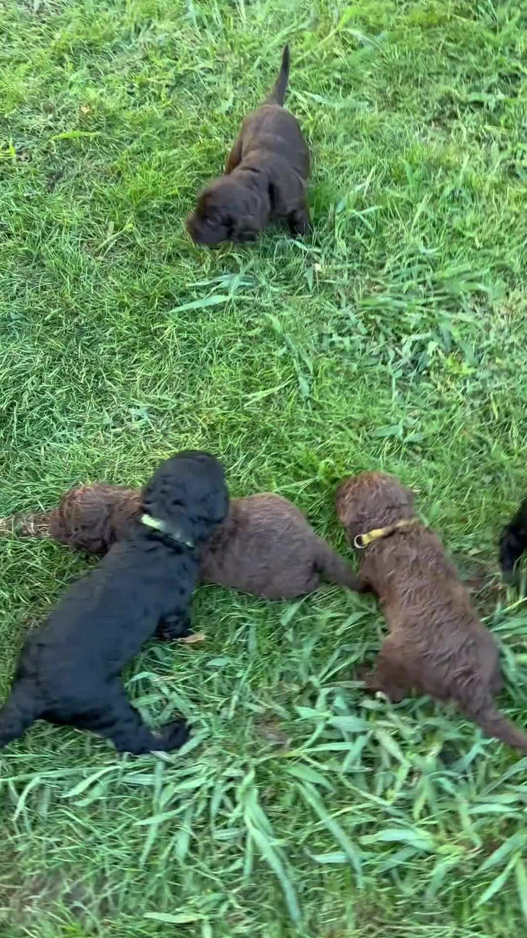 Australian Labradoodle honden te koop: Australian labradoodle puppy’s  - Video 4