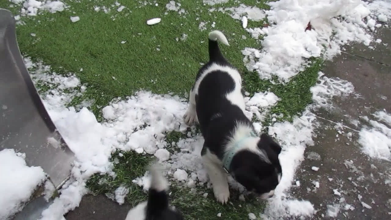 Jack Russel Terriër honden te koop: Jack  russel pups zoeken lief huis! nog 4 pups! - Video 1