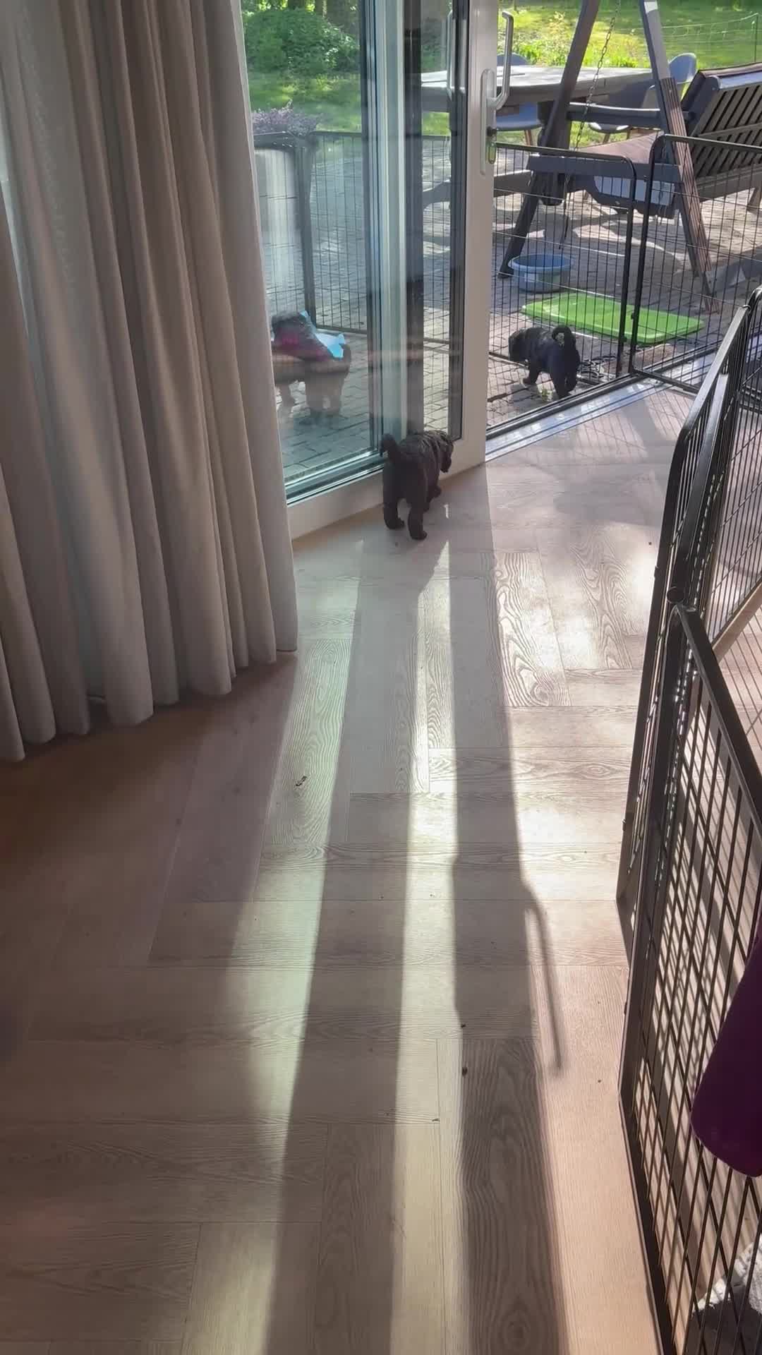 Labradoodle honden te koop: Hele lieve labradoodle pups! - Video 1