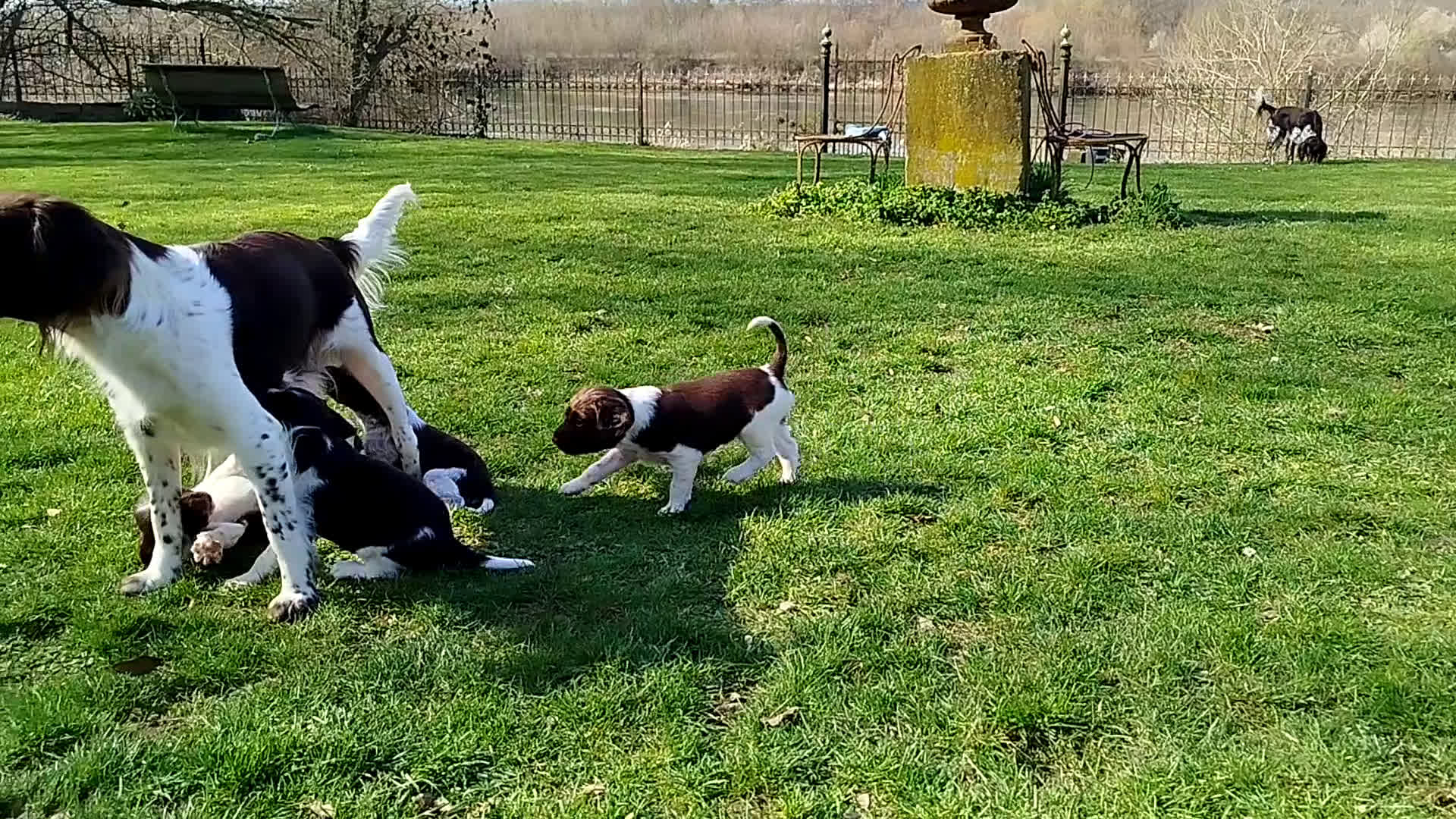 Heidewachtel honden te koop: Heidewachtel Pups - Video 1