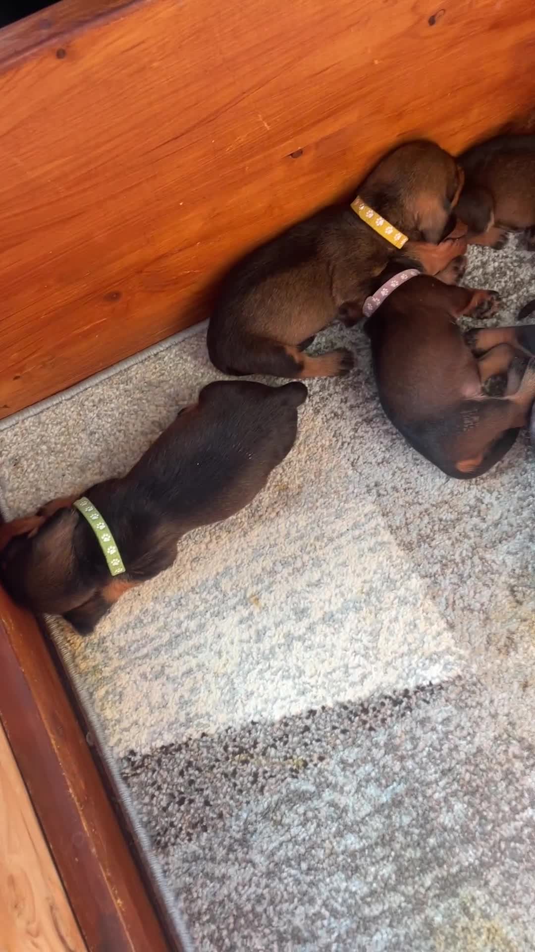Ruwhaar Teckel honden te koop: Ruwharige Teckel pups (standaard) te koop in Balgoij - Video 1
