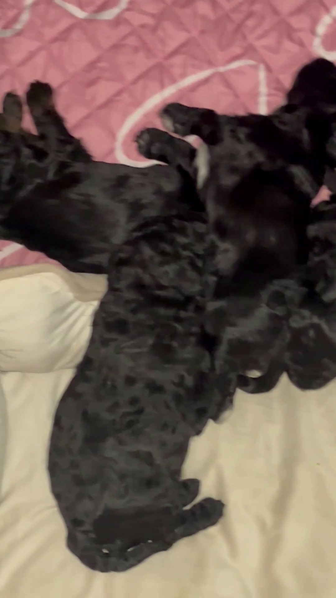 Kruising honden te koop: Super mooie boompoo pups  - Video 1