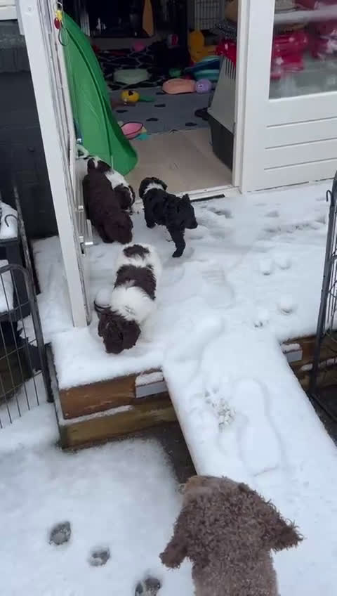 Spaanse Waterhond honden te koop: Spaanse Waterhond Puppy beschikbaar - Video 2