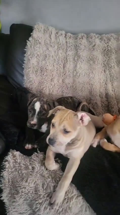 American Staffordshire Terriër honden te koop: Amerikaanse stafford pups  - Video 1
