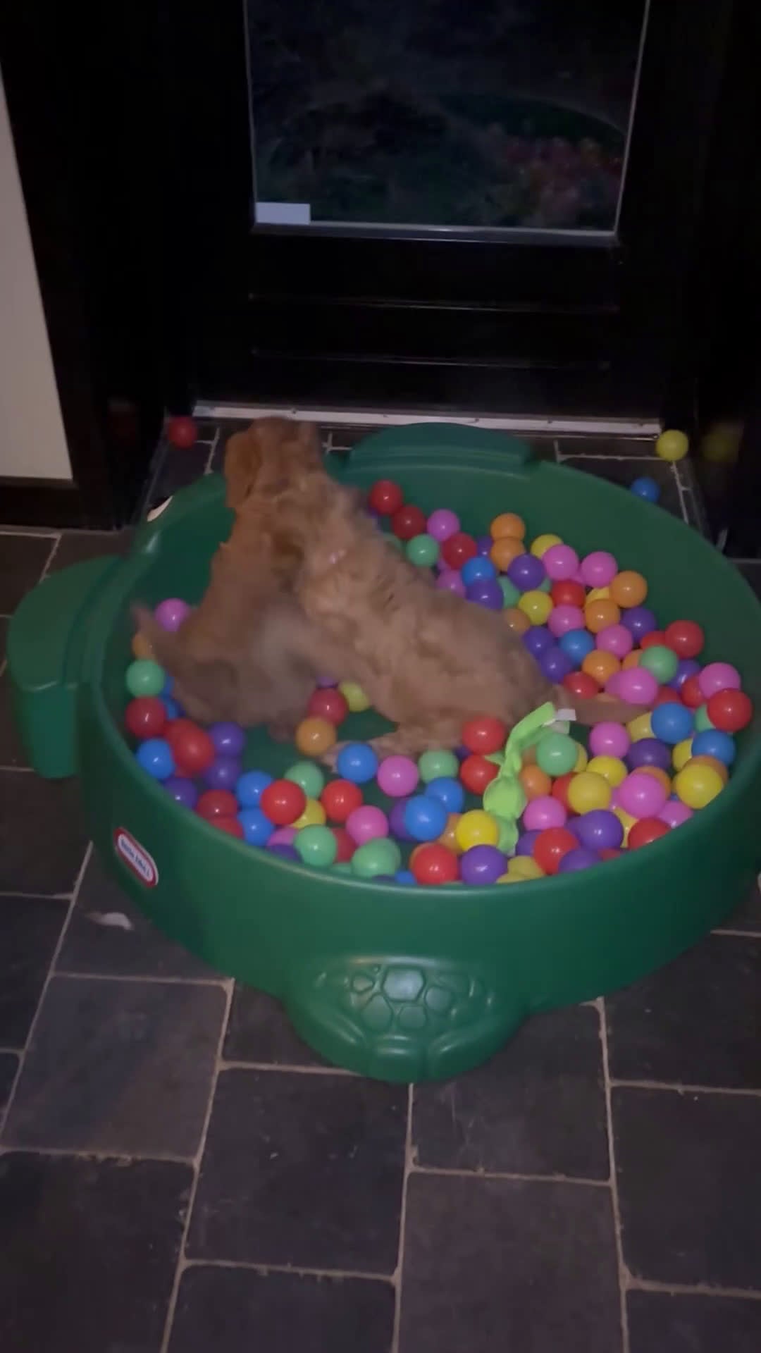 Labradoodle honden te koop: Labradoodle pups medium - Video 2