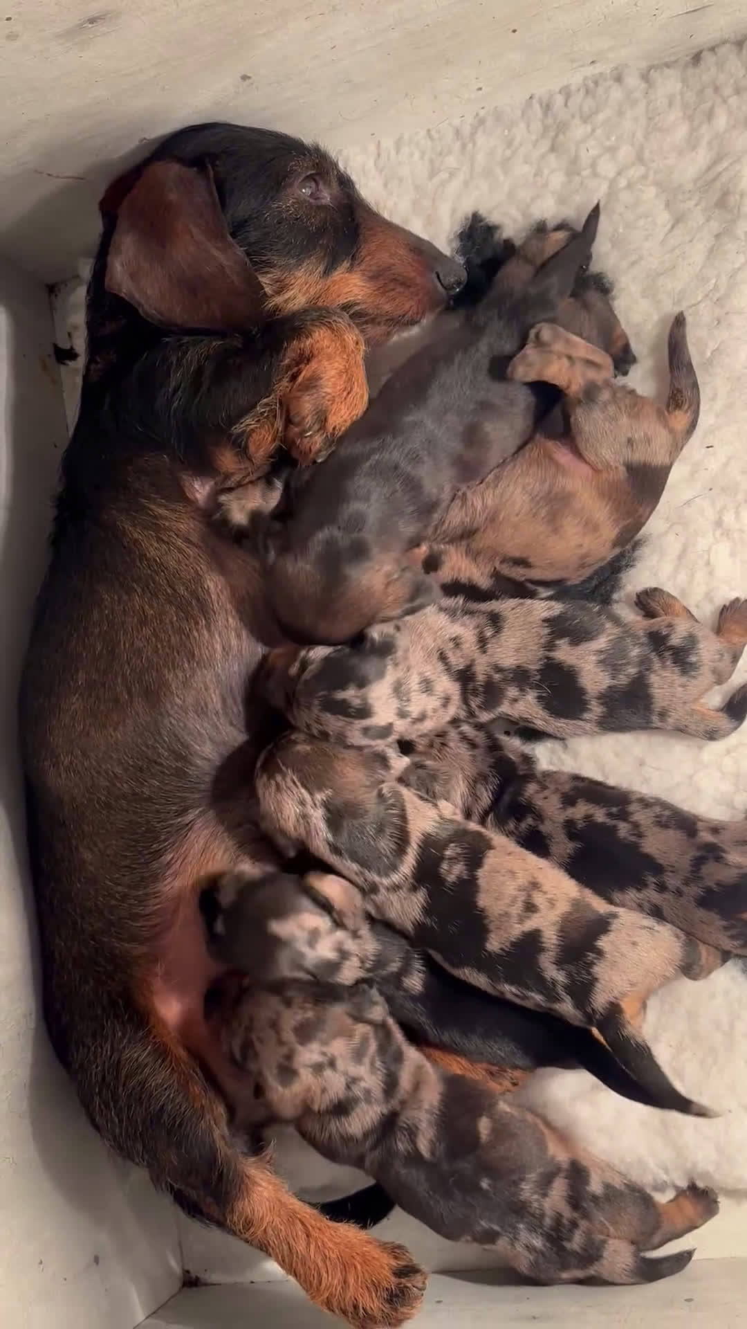 Ruwhaar Teckel honden te koop: Prachtige ruwhaar teckels dwerg/kaninchen - Video 1