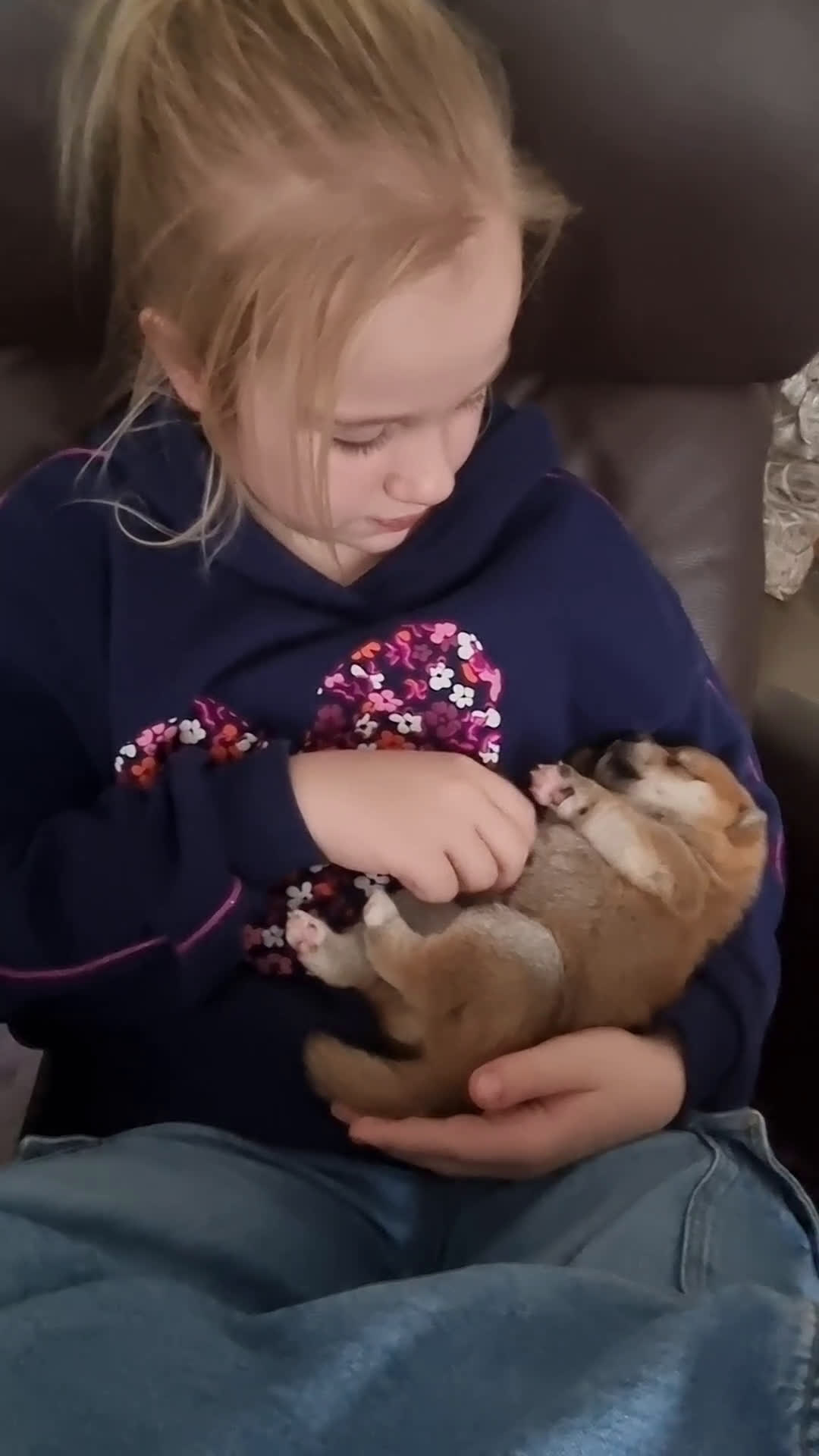 Shiba honden te koop: Shiba inu pups met f.c.i stamboom  - Video 2