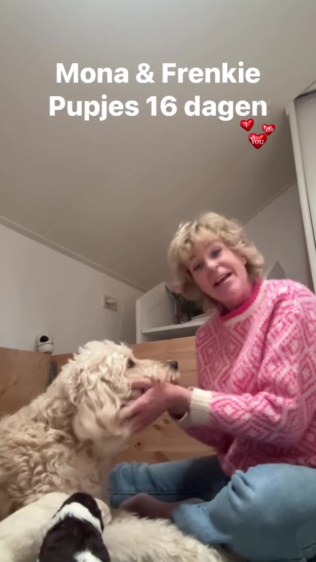 Goldendoodle honden te koop: Exclusieve Goldendoodle puppy’s large formaat in Diepenheim - Video 1