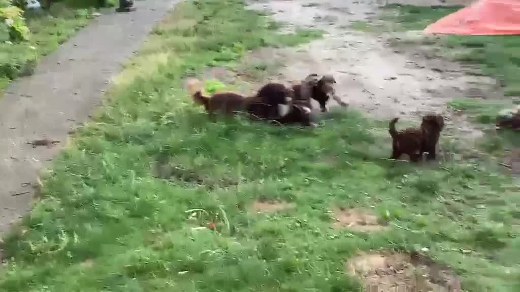 Labradoodle honden te koop: 2 prachtige Labradoodle puppy’s mogen nu verhuizen - Video 1