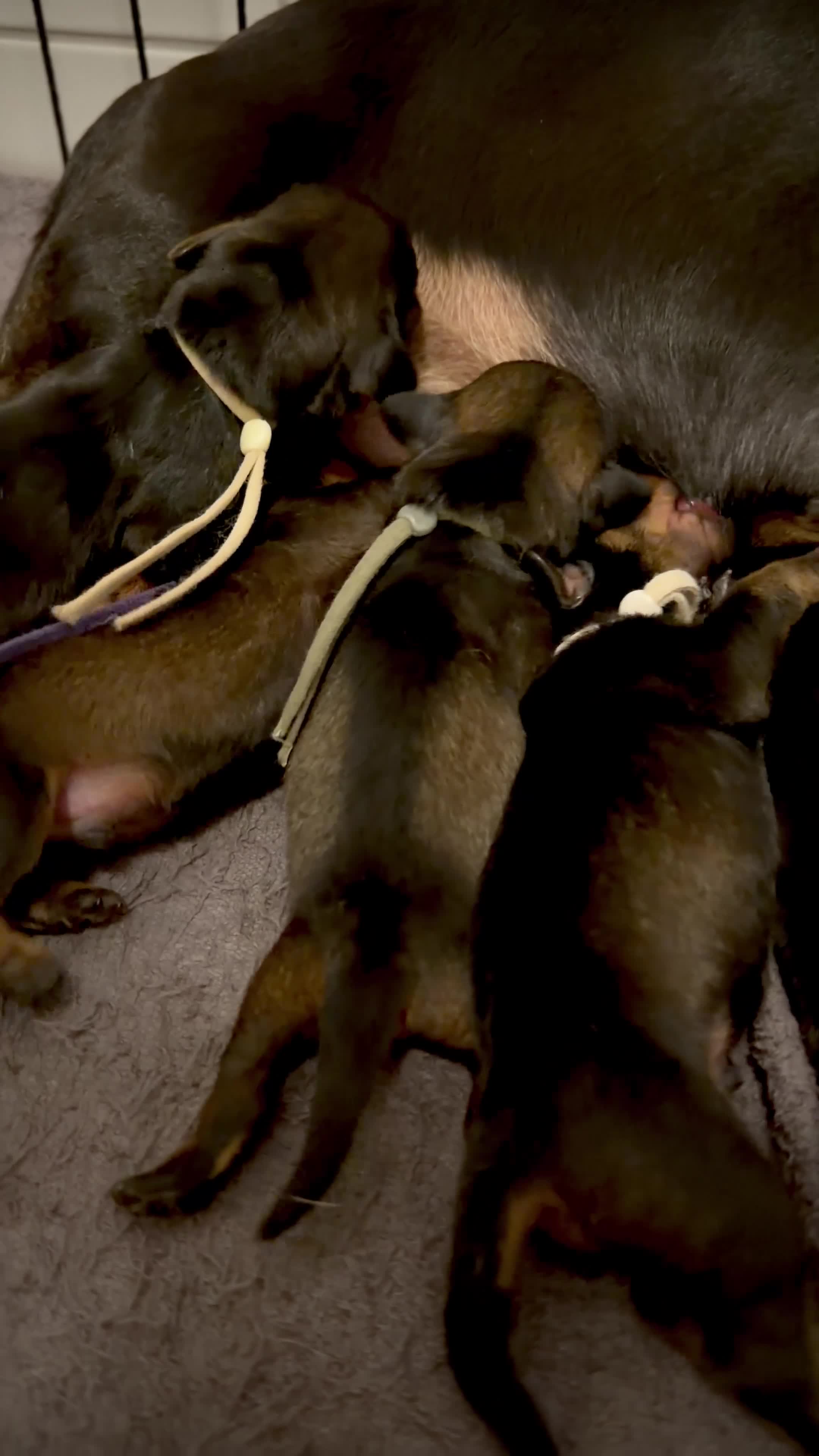 Ruwhaar Teckel honden te koop: Schattige Ruwharige Teckel pups (kaninchen/dwerg) - Video 1