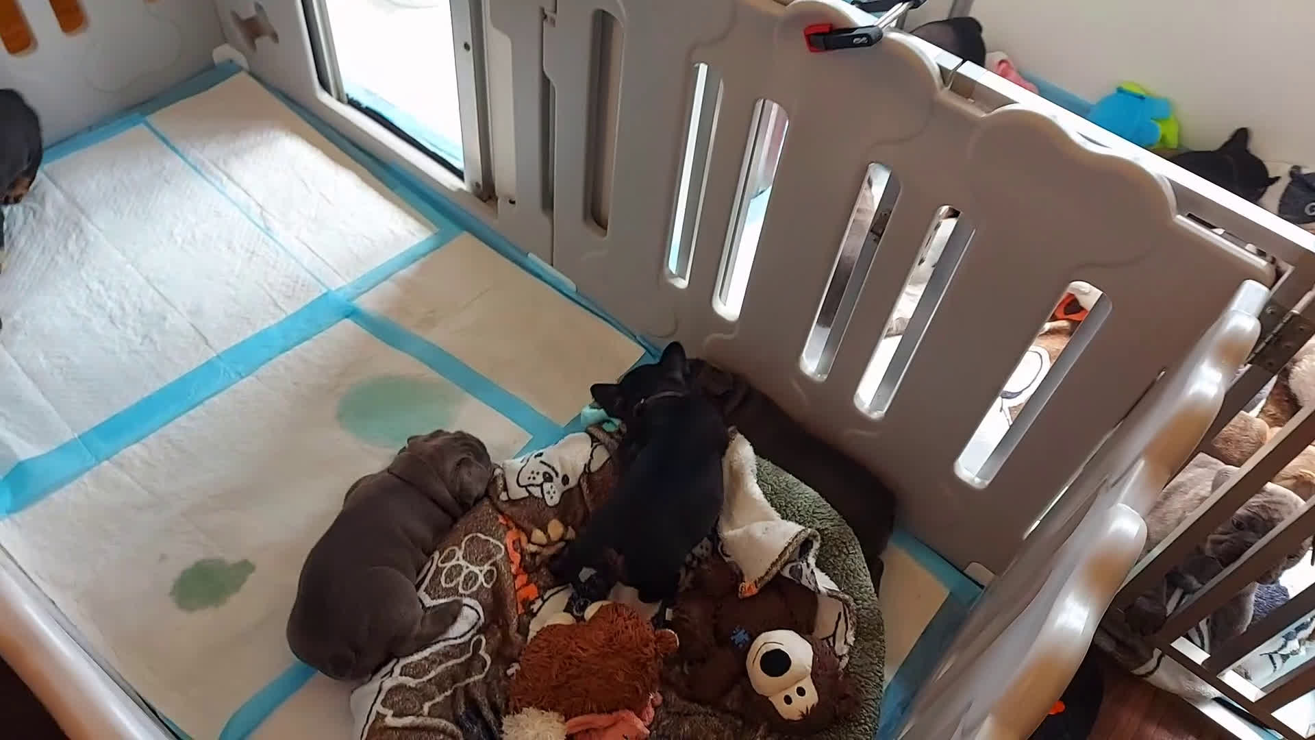 Franse Bulldog honden te koop: Prachtige Franse Bulldog pups met stamboom in Zoutleeuw - Video 3