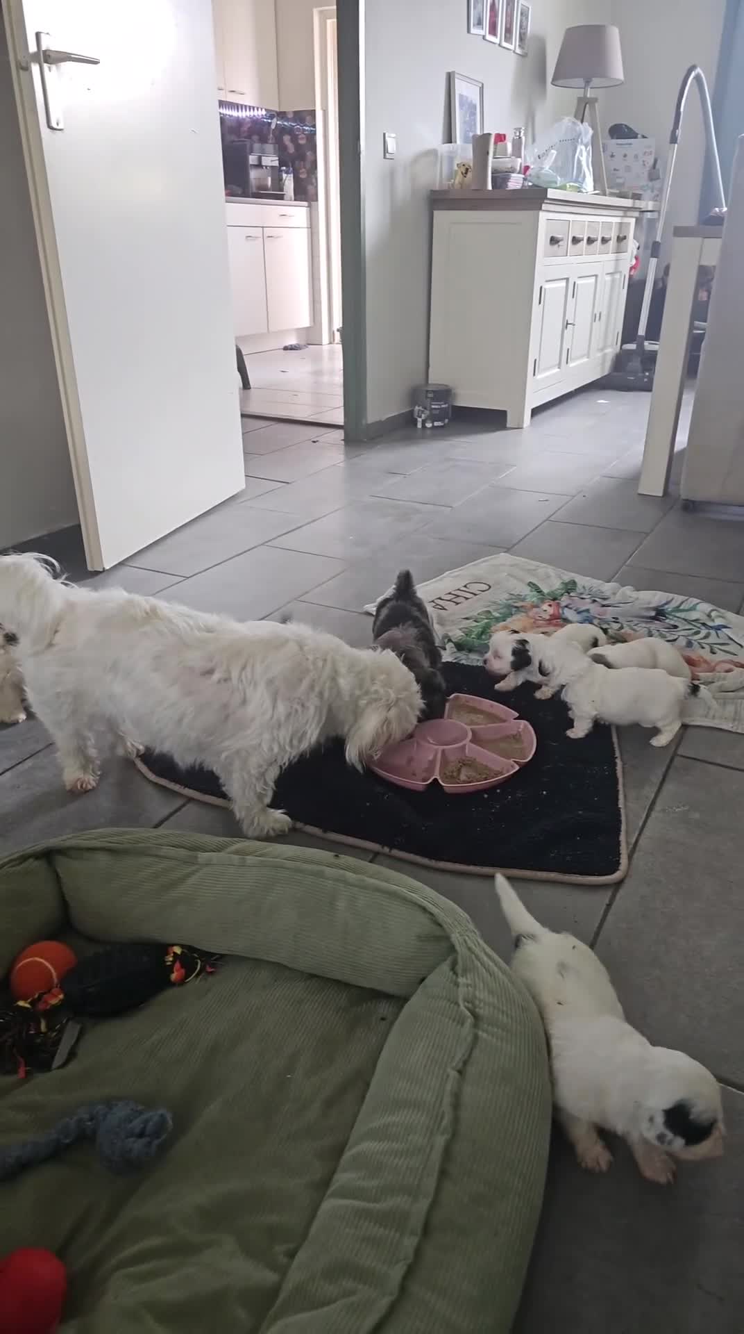 Maltezer honden te koop: Boomer malshi - Video 1