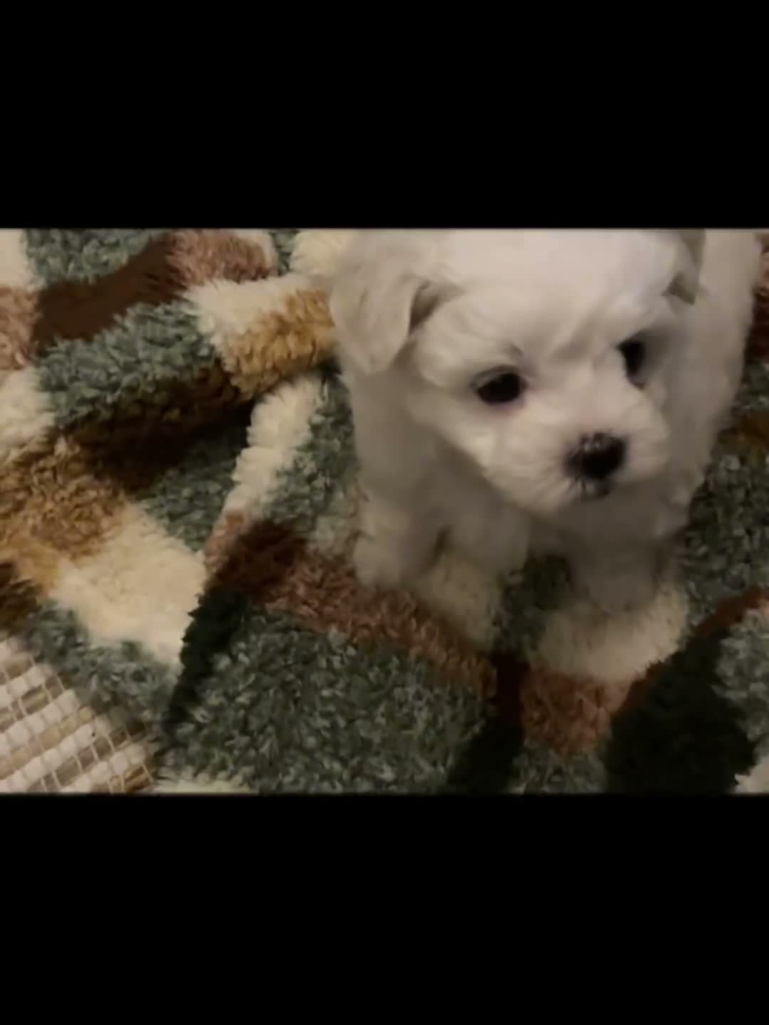 Maltezer honden te koop: Mini Maltezer  - Video 3