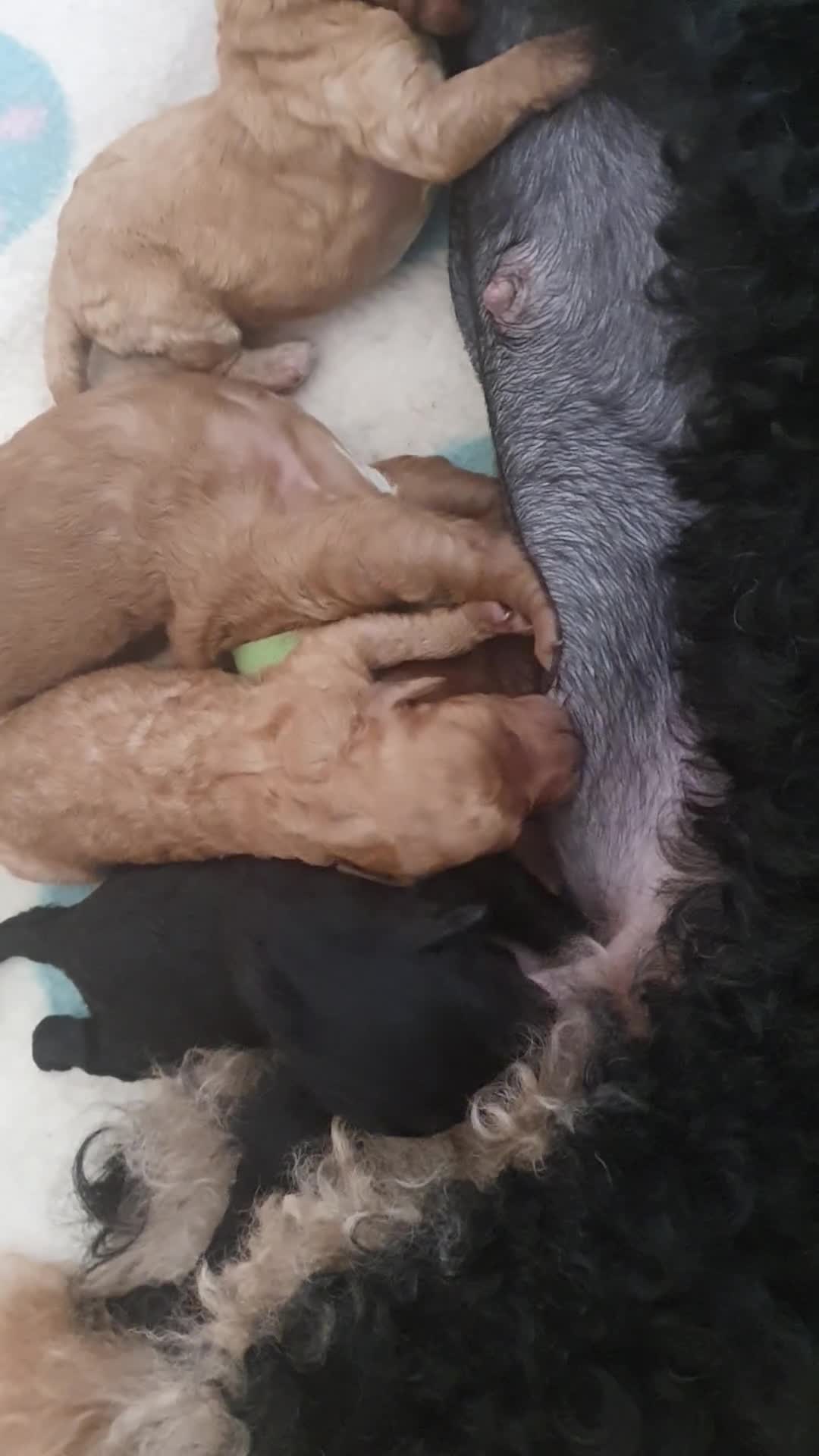 Poedel Toy honden te koop: Prachtig Toy-Dwergpoedel  - Video 1